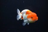 Juvenile Lionchu  Red White 3.5 Inch (ID#1119R11b-23) Free2Day SHIPPING