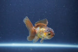 Baby Thai Oranda  Bronze 3 Inch (ID#1018ToPTA-47) Free2Day SHIPPING