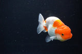 Juvenile Lionchu  Red White 3.5 Inch (ID#1119R11b-23) Free2Day SHIPPING