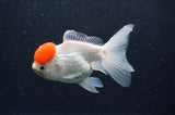 Juvenile Thai Oranda  Red White 4 Inch (ID#411T13b-61) Free2Day SHIPPING