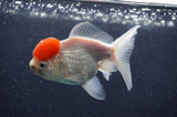 Juvenile Thai Oranda  Red White 4 Inch (ID#411T13b-61) Free2Day SHIPPING