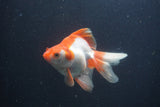 Ryukin Long Tail Red White 5 Inch (ID#0103Ry7b-2) Free2Day SHIPPING