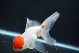 Thai Oranda  Red White 5 Inch (ID#1001To2b-81) Free2Day SHIPPING