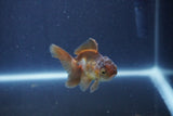 Baby Thai Oranda  Bronze 3 Inch (ID#1018ToPTA-47) Free2Day SHIPPING