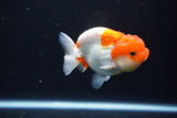 Juvenile Lionchu  Red White 3.5 Inch (ID#1119R11b-23) Free2Day SHIPPING