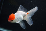 Thai Oranda  Red White 5 Inch (ID#1001To2b-81) Free2Day SHIPPING