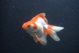 Ryukin Long Tail Red White 5 Inch (ID#0103Ry7b-2) Free2Day SHIPPING