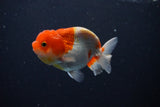 Juvenile Lionchu  Red White 3.5 Inch (ID#1119R11b-23) Free2Day SHIPPING