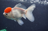 Juvenile Thai Oranda  Red White 4 Inch (ID#411T13b-61) Free2Day SHIPPING