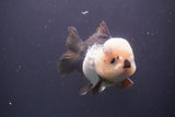 Short Body Thai Oranda  Panda 4 Inch (ID#910To14a-60) Free2Day SHIPPING