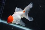 Thai Oranda  Red White 5 Inch (ID#1001To2b-81) Free2Day SHIPPING