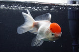 Juvenile Thai Oranda  Red White 4 Inch (ID#411T13b-61) Free2Day SHIPPING