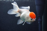 Juvenile Thai Oranda  Red White 4 Inch (ID#411T13b-61) Free2Day SHIPPING
