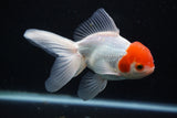 Thai Oranda  Red White 5 Inch (ID#1001To2b-81) Free2Day SHIPPING