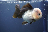 Short Body Thai Oranda  Panda 4 Inch (ID#910To14a-60) Free2Day SHIPPING