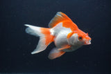 Ryukin Long Tail Red White 5 Inch (ID#0103Ry7b-2) Free2Day SHIPPING