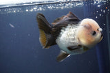 Short Body Thai Oranda  Panda 4 Inch (ID#910To14a-60) Free2Day SHIPPING