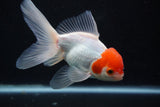 Thai Oranda  Red White 5 Inch (ID#1001To2b-81) Free2Day SHIPPING