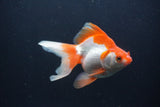 Ryukin Long Tail Red White 5 Inch (ID#0103Ry7b-2) Free2Day SHIPPING