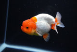 Juvenile Lionchu  Red White 3.5 Inch (ID#1119R11b-24) Free2Day SHIPPING