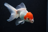 Thai Oranda  Red White 5 Inch (ID#1001To2b-81) Free2Day SHIPPING