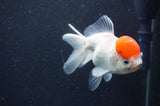 Juvenile Thai Oranda  Red White 4 Inch (ID#411T13b-61) Free2Day SHIPPING