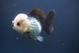 Short Body Thai Oranda  Panda 4 Inch (ID#910To14a-60) Free2Day SHIPPING