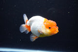 Juvenile Lionchu  Red White 3.5 Inch (ID#1119R11b-24) Free2Day SHIPPING