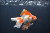 Ryukin Long Tail Red White 5 Inch (ID#0103Ry7b-2) Free2Day SHIPPING