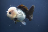 Short Body Thai Oranda  Panda 4 Inch (ID#910To14a-60) Free2Day SHIPPING