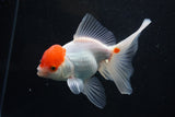 Thai Oranda  Red White 5 Inch (ID#1001To2b-81) Free2Day SHIPPING