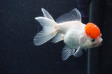 Juvenile Thai Oranda  Red White 4 Inch (ID#411T13b-61) Free2Day SHIPPING