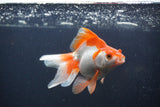 Ryukin Long Tail Red White 5 Inch (ID#0103Ry7b-2) Free2Day SHIPPING