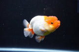 Juvenile Lionchu  Red White 3.5 Inch (ID#1119R11b-24) Free2Day SHIPPING