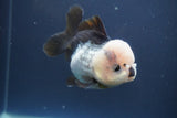 Short Body Thai Oranda  Panda 4 Inch (ID#910To14a-60) Free2Day SHIPPING