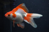 Ryukin Long Tail Red White 5 Inch (ID#0103Ry7b-2) Free2Day SHIPPING