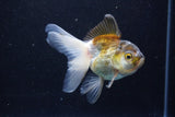 Thai Oranda  Bronze 4 Inch (ID#1001To2b-82) Free2Day SHIPPING