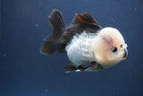 Short Body Thai Oranda  Panda 4 Inch (ID#910To14a-60) Free2Day SHIPPING