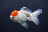 Juvenile Thai Oranda  Red White 4 Inch (ID#411T13b-61) Free2Day SHIPPING