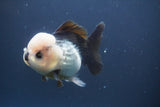 Short Body Thai Oranda  Panda 4 Inch (ID#910To14a-60) Free2Day SHIPPING