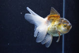 Thai Oranda  Bronze 4 Inch (ID#1001To2b-82) Free2Day SHIPPING