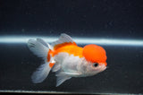 Juvenile Thai Oranda  Red White 3.5 Inch (ID#411T13b-62) Free2Day SHIPPING