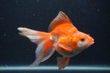 Ryukin Long Tail Red White 5 Inch (ID#0103Ry7b-3) Free2Day SHIPPING