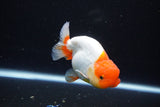 Juvenile Lionchu  Red White 3.5 Inch (ID#1119R11b-24) Free2Day SHIPPING