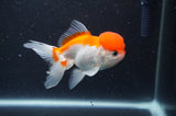 Juvenile Thai Oranda  Red White 3.5 Inch (ID#411T13b-62) Free2Day SHIPPING