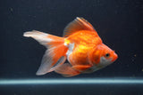 Ryukin Long Tail Red White 5 Inch (ID#0103Ry7b-3) Free2Day SHIPPING