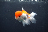 Juvenile Thai Oranda  Red White 3.5 Inch (ID#411T13b-62) Free2Day SHIPPING