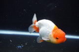 Juvenile Lionchu  Red White 3.5 Inch (ID#1119R11b-24) Free2Day SHIPPING