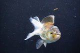 Thai Oranda  Bronze 4 Inch (ID#1001To2b-82) Free2Day SHIPPING