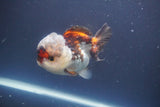 Short Body Thai Oranda  Tricolor 4 Inch (ID#910To14a-61) Free2Day SHIPPING